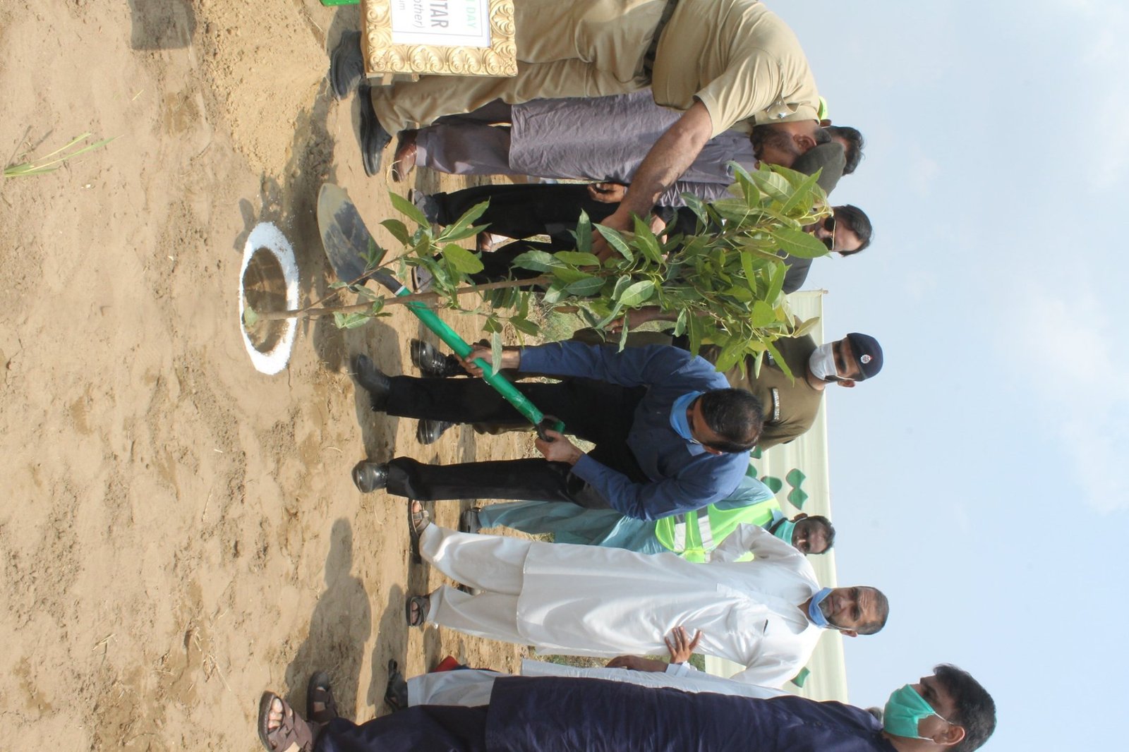 Tree Plantation